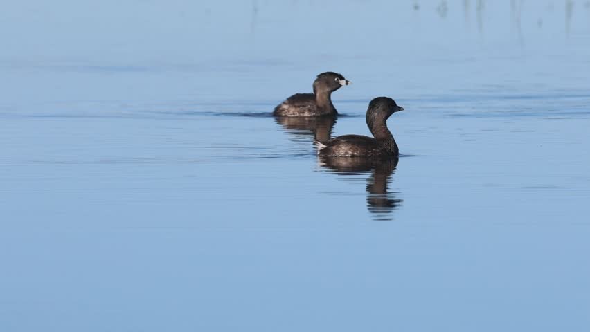 Two pied-billed grebes (Podilymbus podiceps) swimming on calm water at McCoy Flat Reservoir, Lassen County, California.