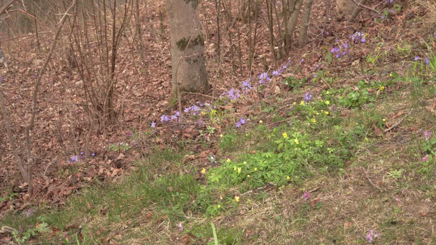 A sloping forest floor shows yellow anemones and purple hepatica emerging through dry leaves in early spring. Ideal for nature themes, seasonal transitions, or botanical storytelling.