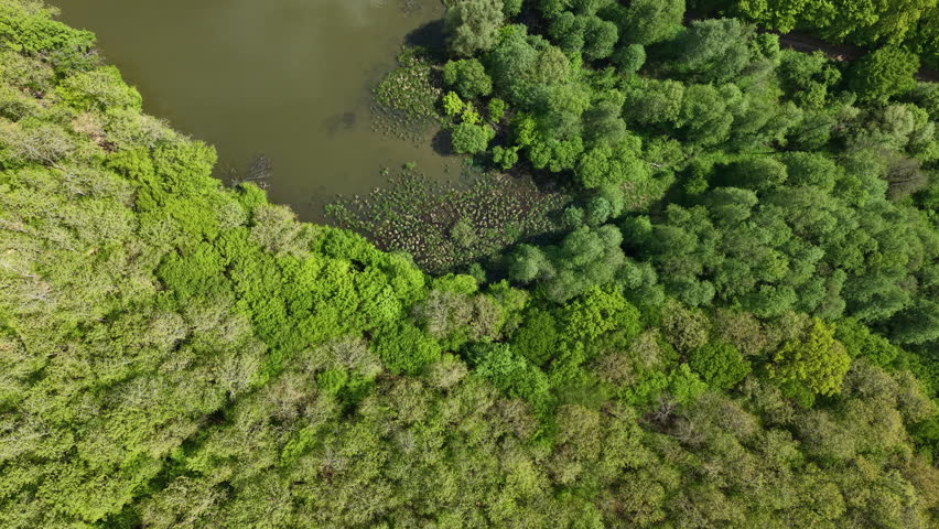 An aerial perspective shows a lush, dense forest canopy meeting the edge of a dark, murky swampy lake in nature.
