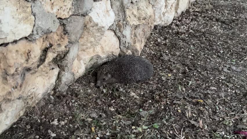 wild porcupine near stone wall