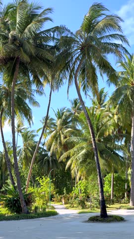 Tropical Palm Trees and Resort Path on Sunny Island Landscape. Tall tropical palm trees swaying above a sandy resort pathway on a sunny island. Exotic travel destination with lush greenery, blue sky, and relaxing summer atmosphere.