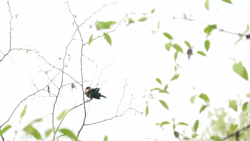 A red-winged blackbird perched on a thin tree branch before suddenly taking flight. The background features softly blurred leaves, creating a shallow depth of field with a natural bokeh effect. 