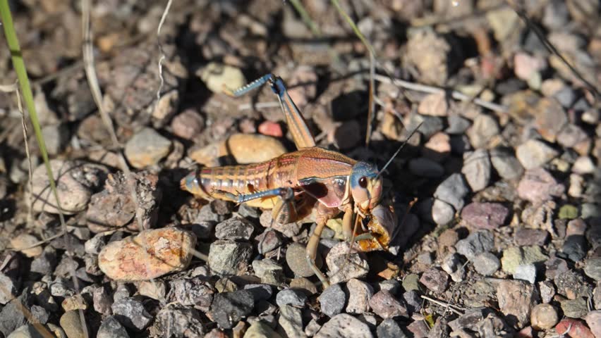 The insect depicted appears to be a Plains Lubber Grasshopper (Brachystola magna). These are large, flightless grasshoppers found in North America that can reach lengths of up to 3 inches. While primarily herbivores, they are known to be opportunistic feeders and can exhibit cannibalistic behavior by consuming other insects, including other grasshoppers. They have distinct coloration and can produce a noxious, dark brown liquid or a hissing sound to deter predators.