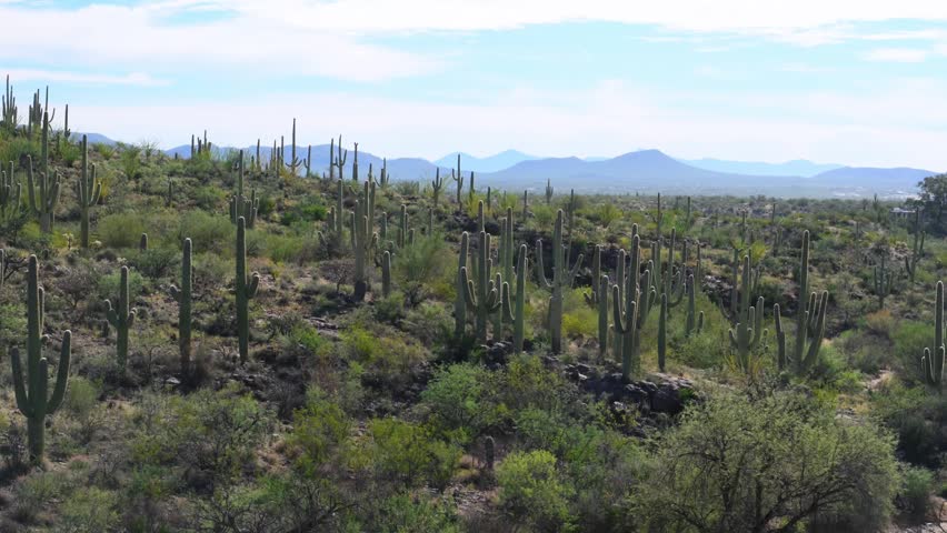 This landscape depicts a dense forest of saguaro cacti, likely within Saguaro National Park near Tucson, Arizona. Saguaro Cactus (Carnegiea gigantea), These massive, columnar cacti are native specifically to the Sonoran Desert.