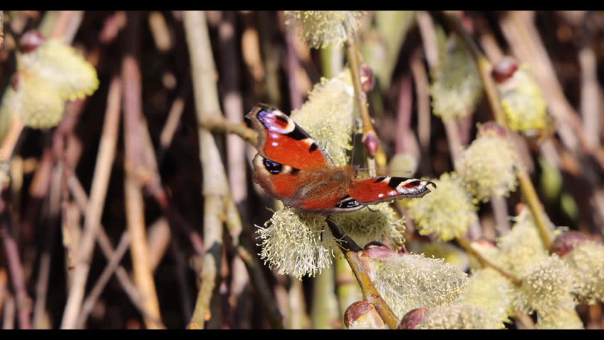 Peacock Butterfly (Aglais io) Feeding on Blooming Goat Willow Catkins