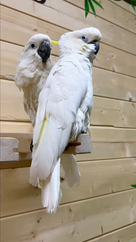 Two white cockatoos gently preen each other while sitting on a wooden perch, showing affectionate bird behavior and social grooming in an indoor aviary.