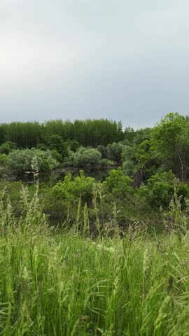Calm river landscape surrounded by lush green forest and tall grass under cloudy sky. Peaceful natural scenery with wild vegetation and reflective water surface