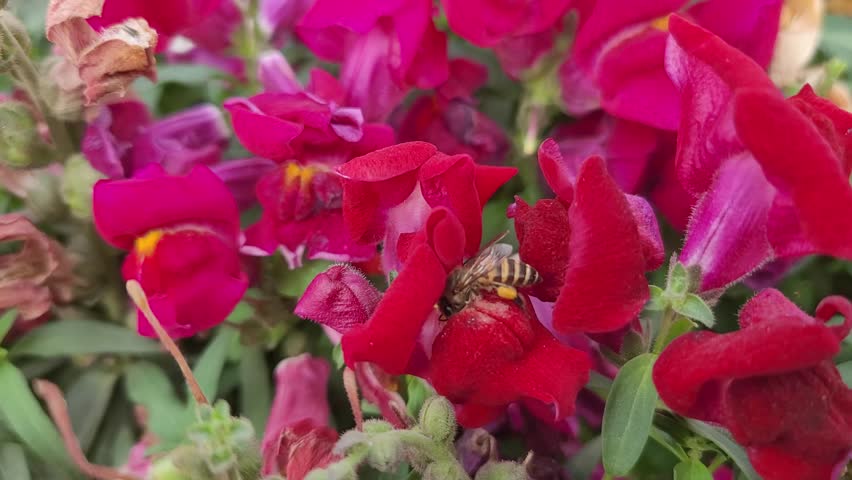 A close-up 4K macro video capturing a western honey bee (Apis mellifera) with a prominent orange pollen basket (corbicula) on its leg foraging on deep red snapdragon flowers. The bee backs out of a floral tube, takes flight, and immediately enters an adjacent red blossom to continue collecting nectar. Perfect for nature documentaries, biology education, and pollination science.