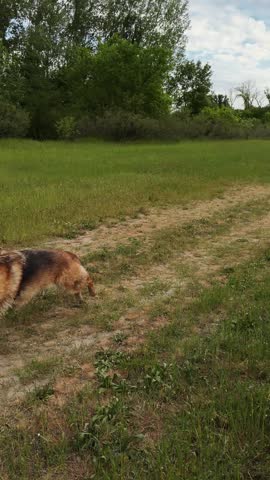 German and Australian Shepherd walking along grassy trail through open countryside fields under cloudy sky. Peaceful outdoor scene with dogs exploring nature together