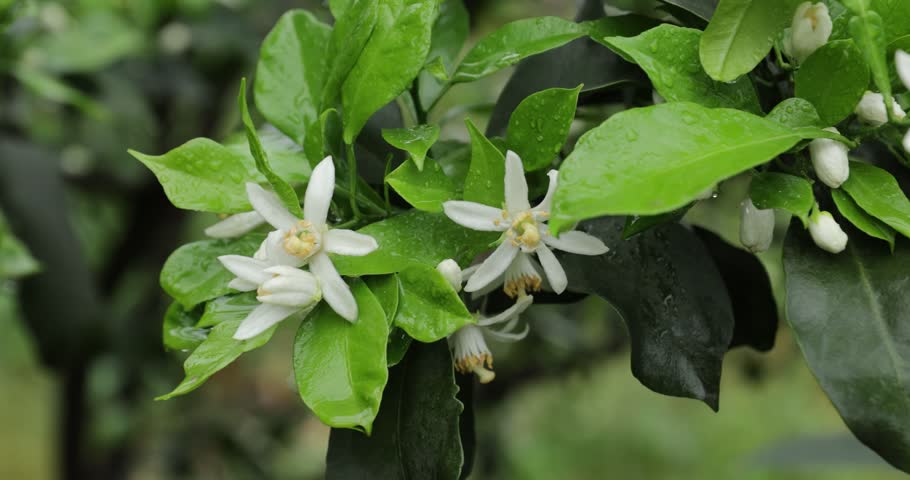  Orange trees flowering in spring