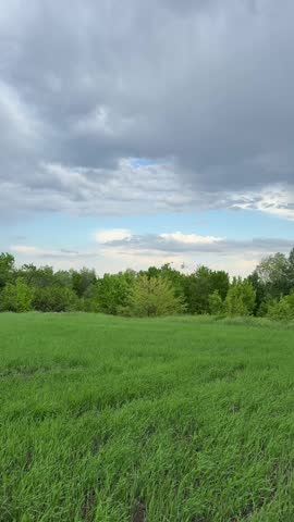 Stormy clouds over meadow green grass before rain, vertical video.