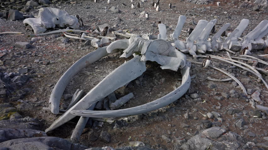 Humpback Whale Skeleton on Antarctic Shore