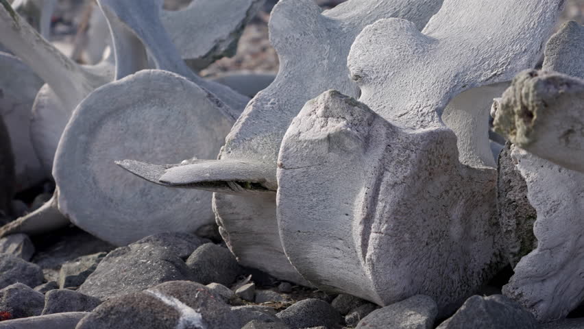 Whale Bones Close Up on Rocky Shore