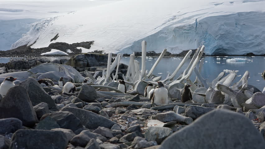 Penguin Colony Around Whale Skeleton in Antarctica
