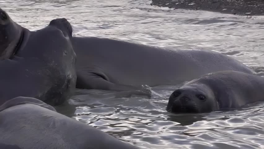 Several large elephant seals are gathered near the water