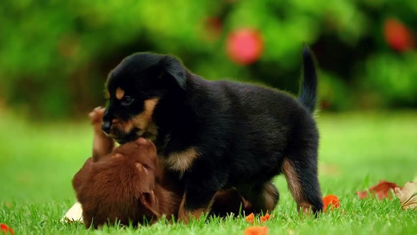 A beautiful shot of two adorable puppies—a black and tan Rottweiler puppy and a brown puppy—playfully wrestling and biting each other on a lush green lawn in the garden.