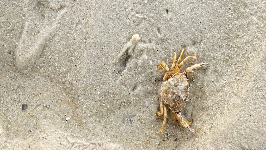 A small crab digging and hiding itself deep into the wet sand on a sea beach, showing natural wildlife behavior.