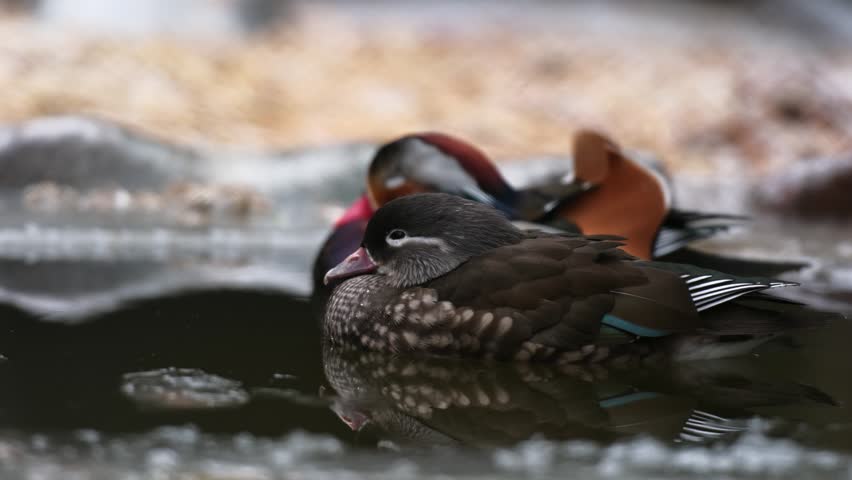 Cute Pair Of Mandarin Ducks Swimming In Icy Water