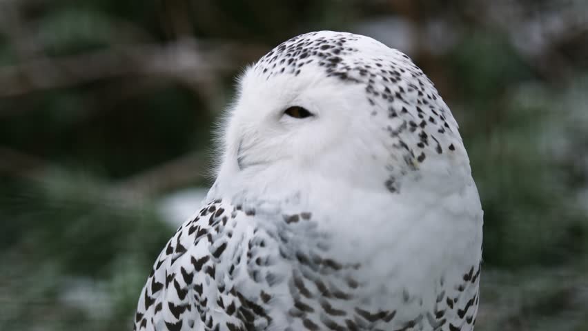 Arctic White Owl Rests On A Wooden Stump In The Winter Forest, Rotating Its Head