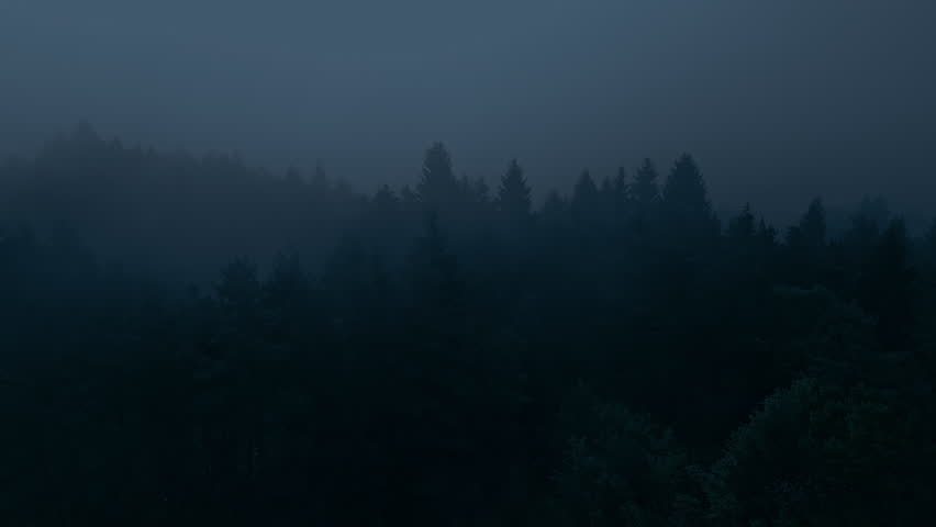 An aerial view captures a serene forest landscape enveloped in mist, with tall trees standing quietly under a blanket of clouds, exuding tranquility and showcasing natural beauty.