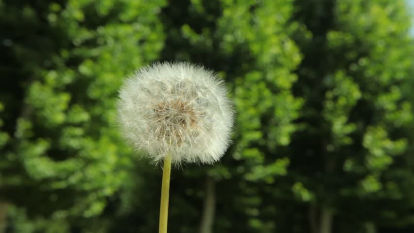 Dandelion pappus flies away in a powerful gust of wind, symbolizing wishes, lightness, and the ephemeral nature of life. Clear green background.