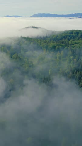 A serene aerial view captures a mist-shrouded forest with clouds rolling over treetops, lush greenery stretching across the landscape, offering tranquil scenery.