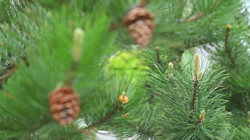 Spring, branch of a tree - black pine (Pinus nigra J.F. Arnold), cones