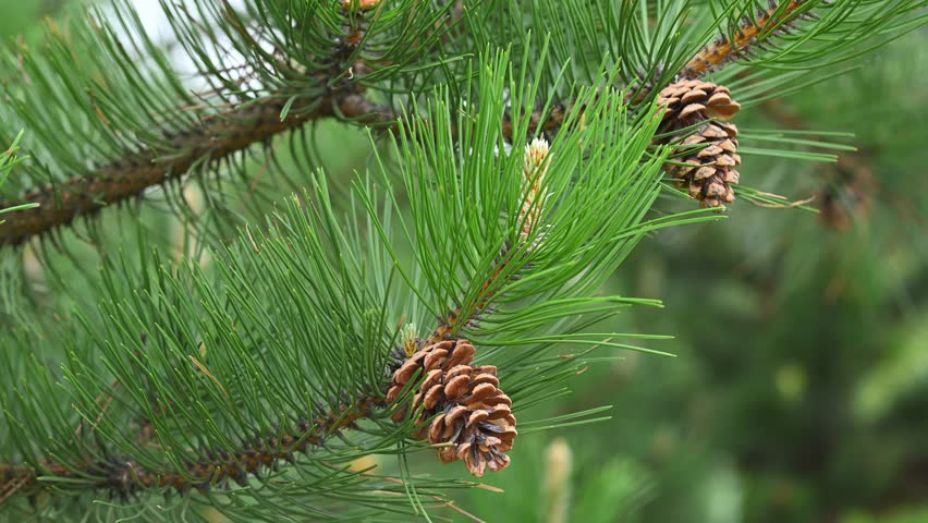 Spring, branch of a tree - black pine (Pinus nigra J.F. Arnold), cones