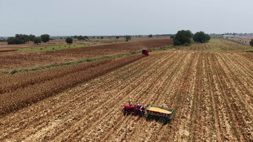 Wide aerial view of harvested farmland with combine harvester moving through dry crop rows showcasing large scale agriculture and crop cutting process
