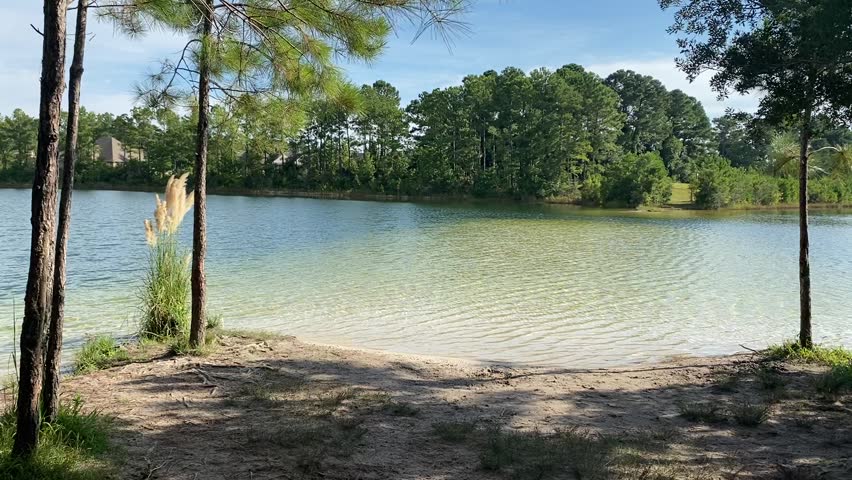 Landscape View Of Clear Blue Lake With Pampas Grass And Water Blowing In Wind On Sunny Day