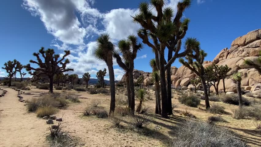 Smooth video moving along a hiker trail past giant rounded rock formations that defy gravity. Surrounded by Joshua trees and desert shrubs under a blue sky with white clouds. Fantastic scenery.