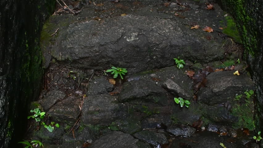 An Ancient Staircase at the Maligatenna (Maligathanna) Raja Maha Viharaya, Gampaha, Sri Lanka.