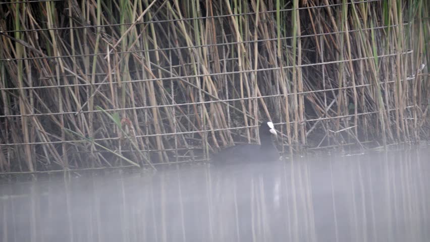Eurasian Coot Swimming Along Reeds in Moody Morning Mist – 4K Slow Motion
