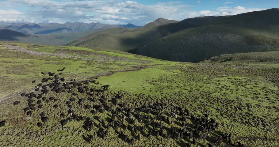 Many Tibetan yak and beautiful landscape of Minya konka mountain in Sichuan, China	