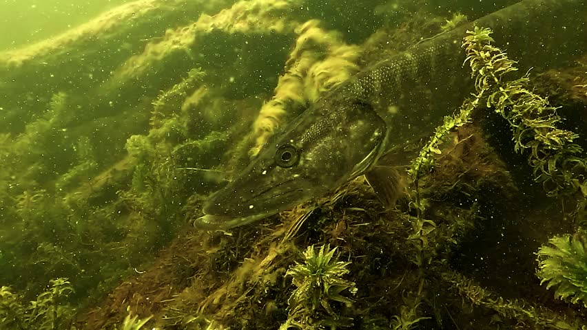 Close up of northern pike - Esox lucius - head swimming above aquatic plants in Biscarrosse Lake, France, revealing predator features and sensory behavior.