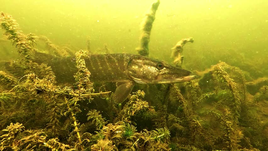 Northern pike - Esox lucius - fins fill the foreground while a second pike appears in the background, showing layered predator behavior underwater.