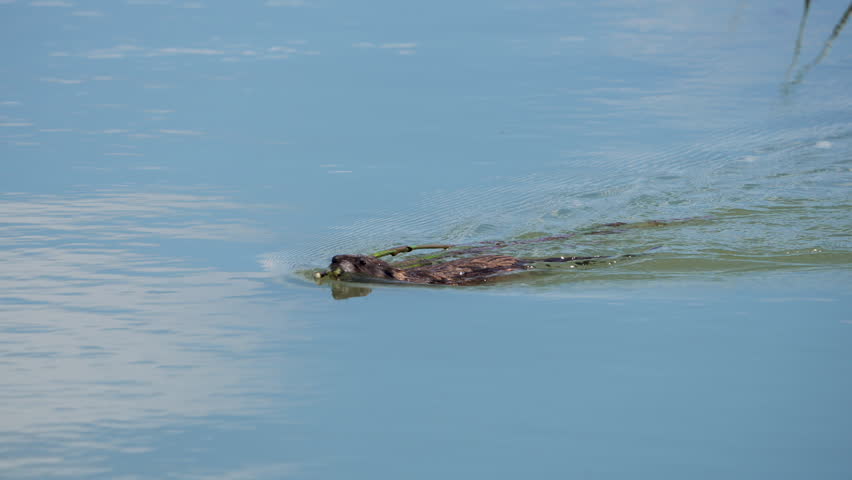 Muskrat swimming in Utah Lake carrying a reed in its mouth in slow motion.