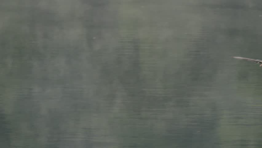 Mallard Duck Landing on Water with Splash – 4K Slow Motion