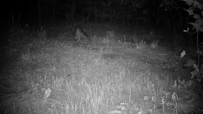Two gray foxes on an autumn night, one gets on the ground submissively, run away, then returns while the other ignores it