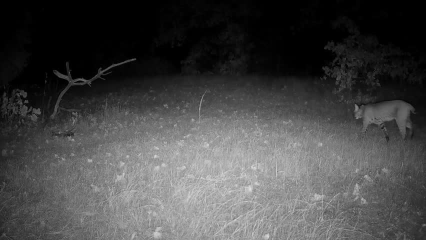 Large bobcat crossing an opening at night in fall