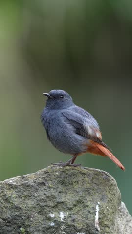 Side profile of a male Plumbeous Water Redstart bird showing a vibrant rufous-red tail and slate-blue plumage, perched on a mossy rock against a blurred green nature background.
