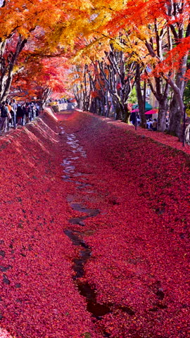 A corridor of vibrant red autumn leaves