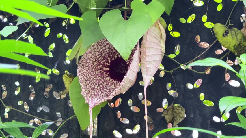 Close up of a large, speckled Aristolochia grandiflora flower with green leaves swaying in the breeze