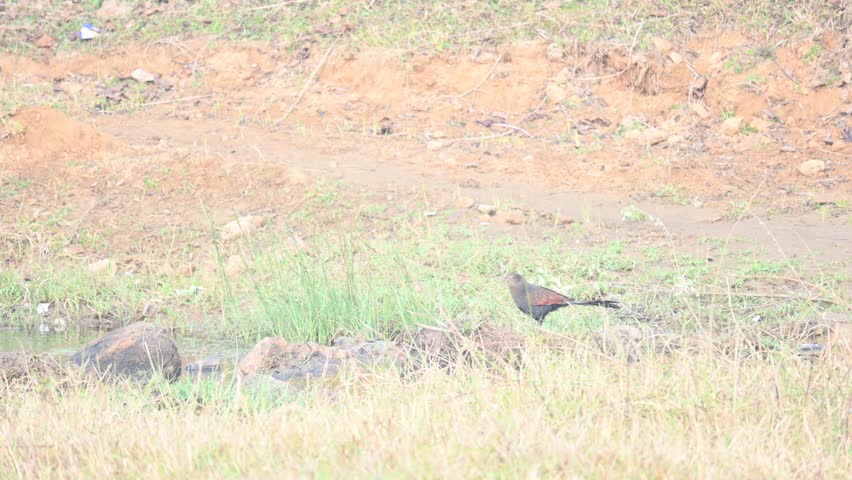 Greater coucal is searching for food in a grassy field. Its common name is crow pheasant and Centropus sinensis. It is a large non-parasitic member of the cuckoo order of birds, the Cuculiformes. A widespread resident in the Indian subcontinent and Southeast Asia.