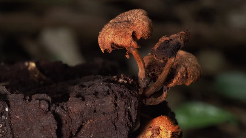 Brown Forest Mushrooms Emerging from Rotten Woodland Bark  