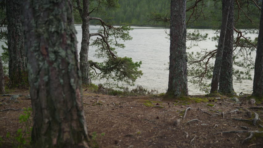 Pine trees stand along the edge of a lake with rippling water visible through the branches. Great for projects focusing on nature or outdoor exploration themes.