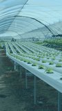 Vertical video: Hydro rows showing data after pan, hex icons stacking, numbers updating for growth. Greenhouse, seedlings, canopy, automation, telemetry, dashboards, vertical video - Powered by Shutterstock - Get 15% off with code: PIKWIZARD15