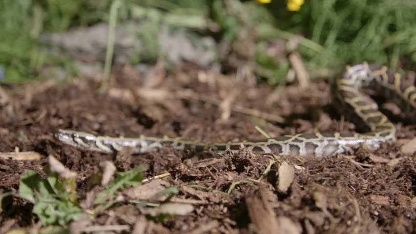 Wild burmese python crawling on the forest floor