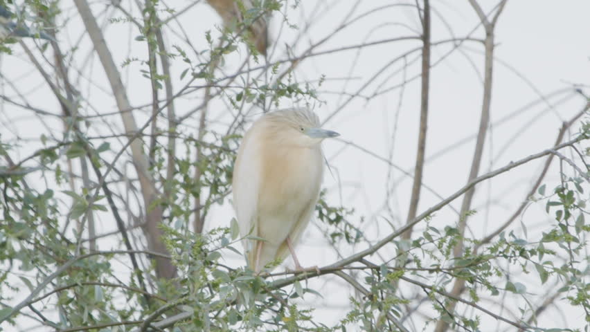 sleepy squacco heron  Ardeola ralloides in the wild 1080p60 log