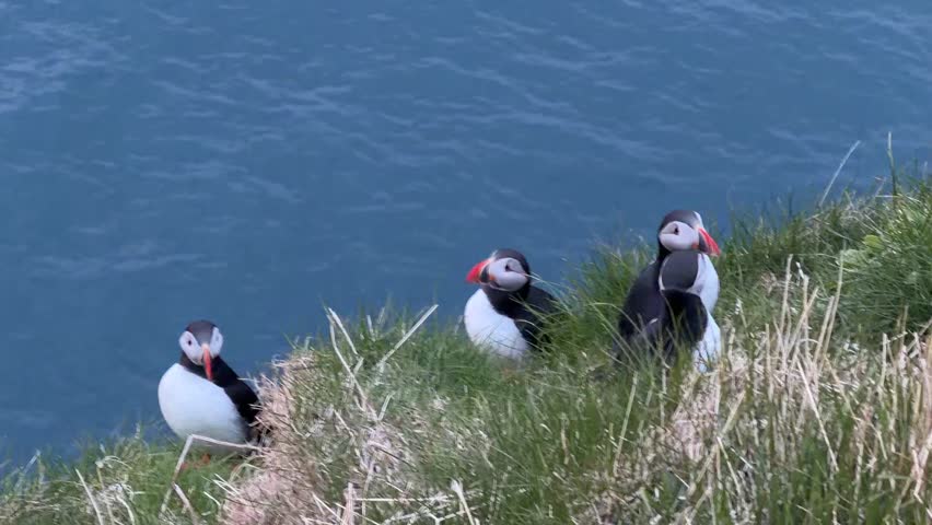 Atlantic puffins perched on a green cliff above the Atlantic Ocean, Faroe Islands